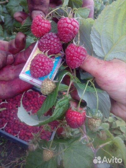 Ремонтантная малина Полана саженцы