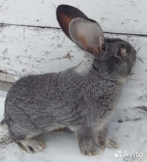 Крол Фландр