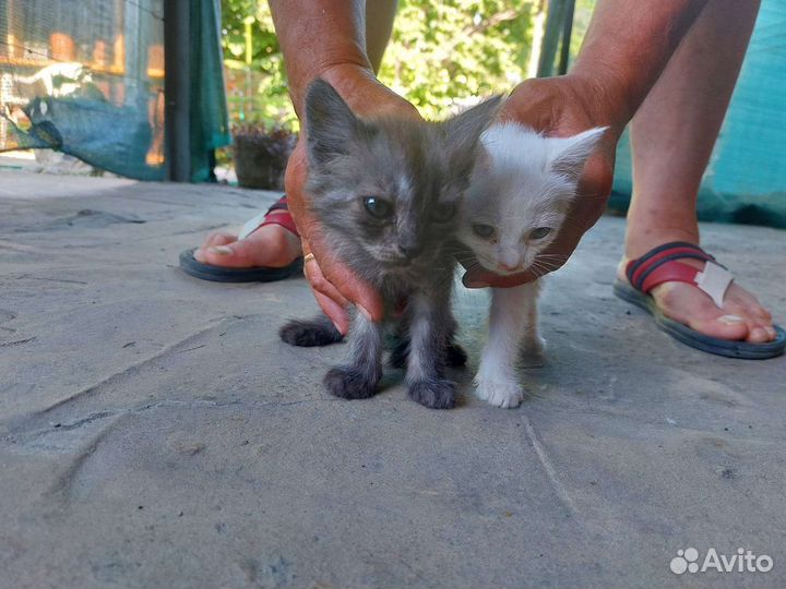 Кошки бесплатно