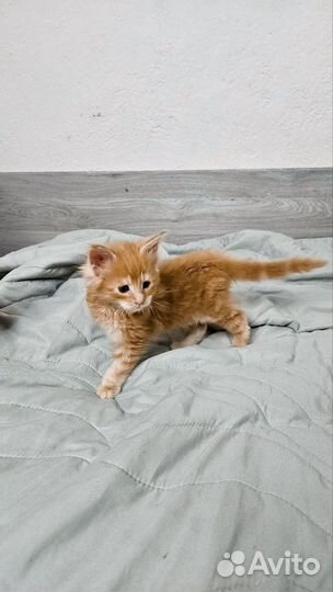 Котята Мэйн кун