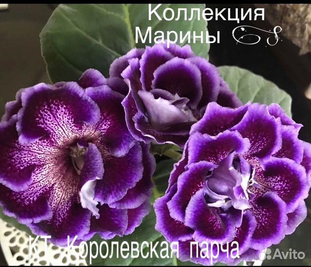 Глоксиния махровая