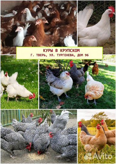 Куры несушки