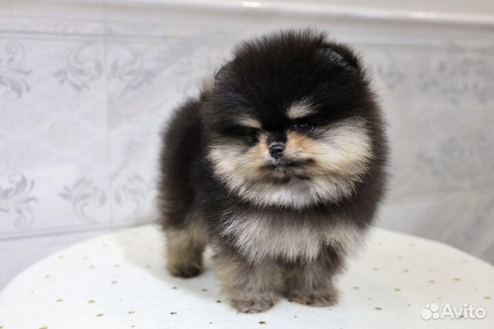 Девочки Померанского Шпица