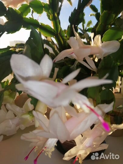 Декабрист шлюмбергера белый