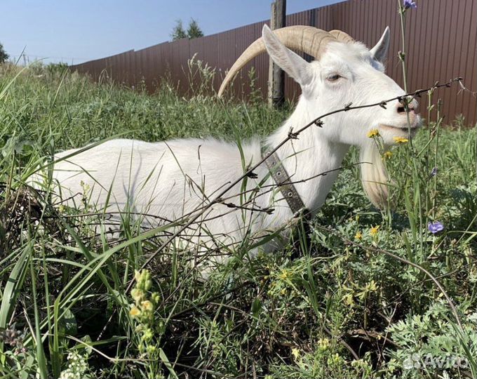 Козы дойные. козлята. стадо коз