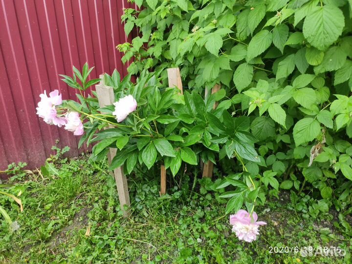 Пион. Обмен, продажа