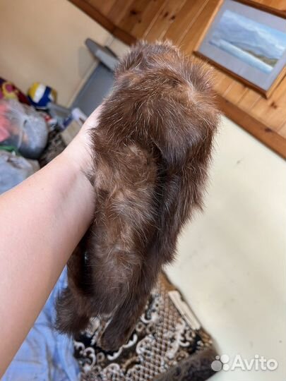 Шкурка животного соболь