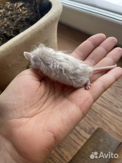 Мышь сатиновая/кудрявая Texel (Тексель)