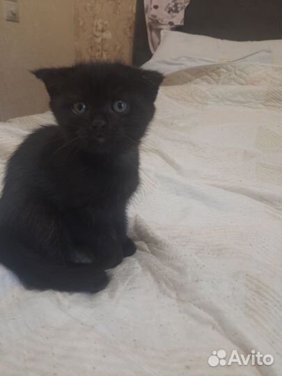 Британский мальчик