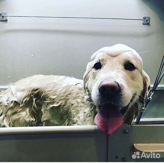 Мытье вычес (груминг) крупных пород собак