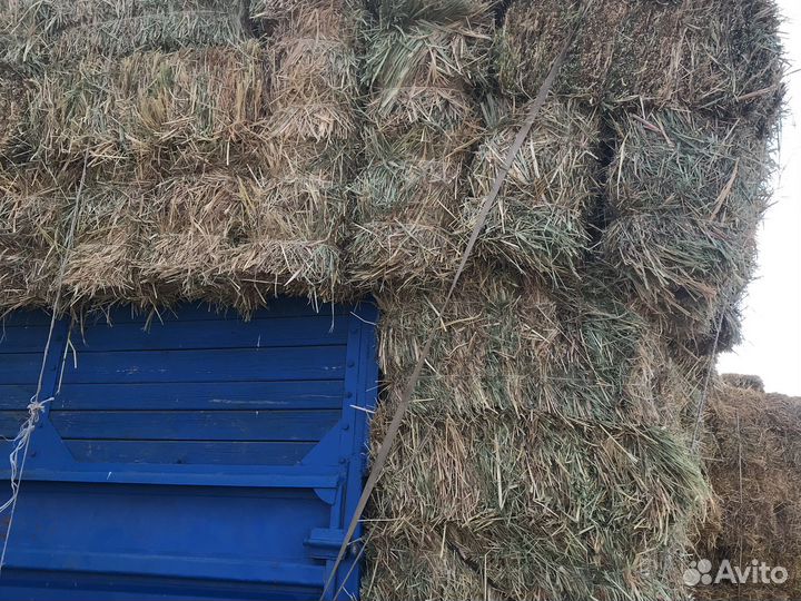 Сено солома