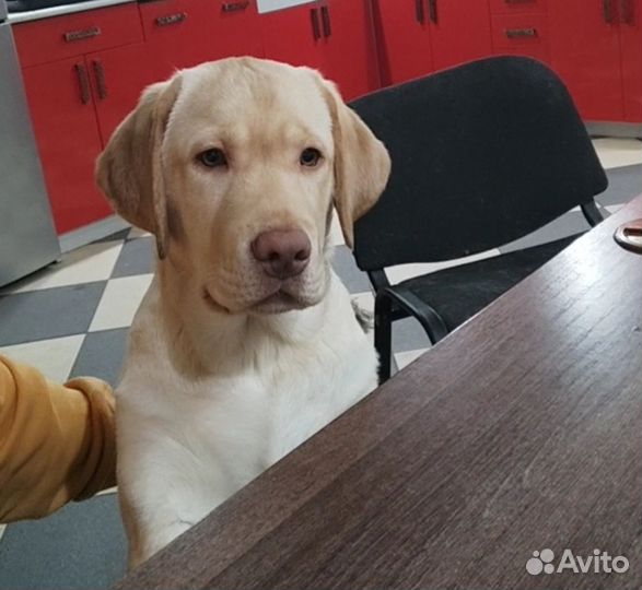 Щенки Лабрадора РКФ