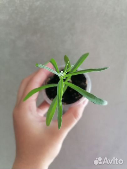 Эстрагон (тархун), рассада