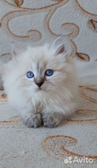 Невские Маскарадные котята. Продаются