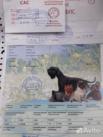 Японский хин
