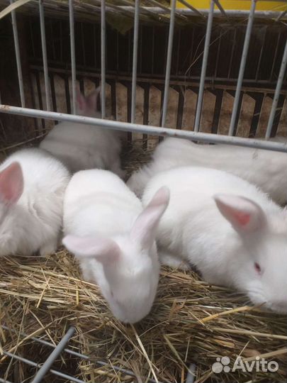 Кролики мясных пород
