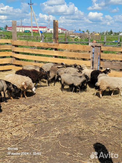 Овцы бараны