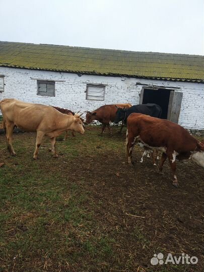 Коровы, телята