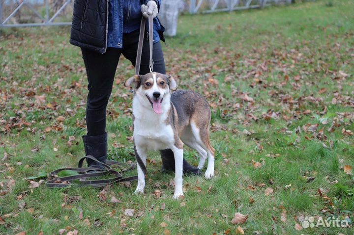 Собака в добрые руки