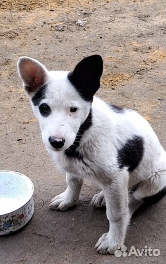 Щенок в добрые руки