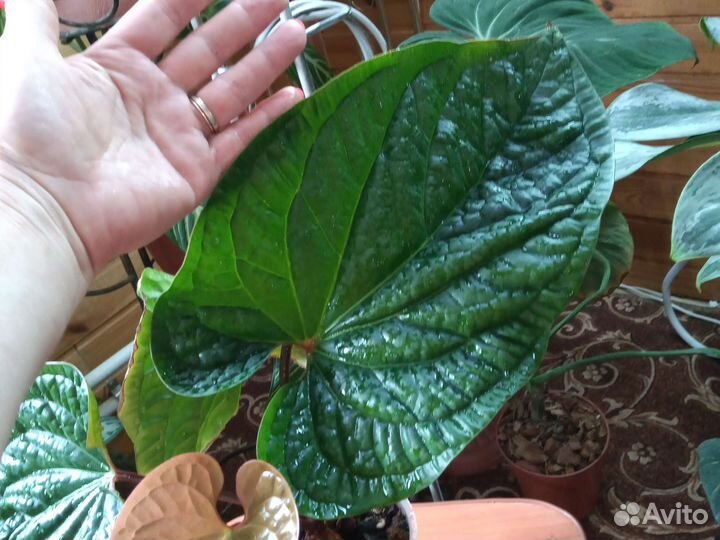 Антуриум Сирих