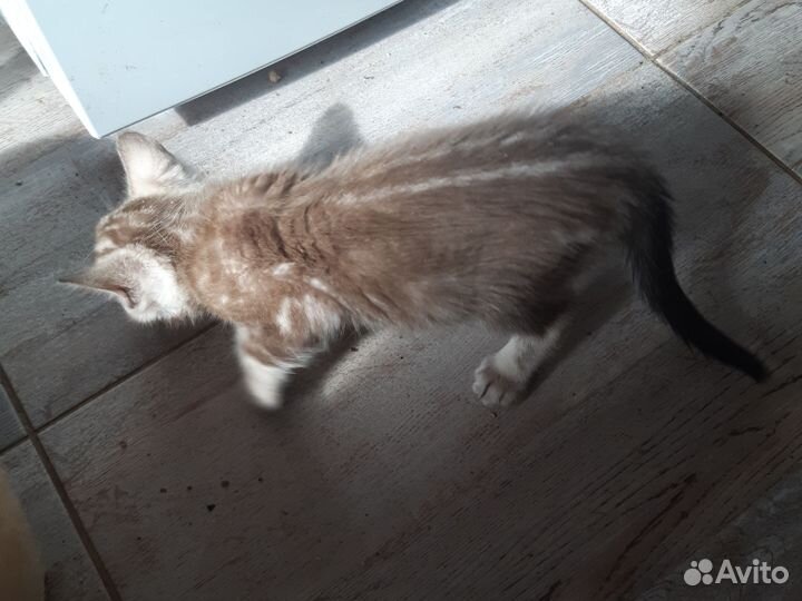 Бенгальские котята