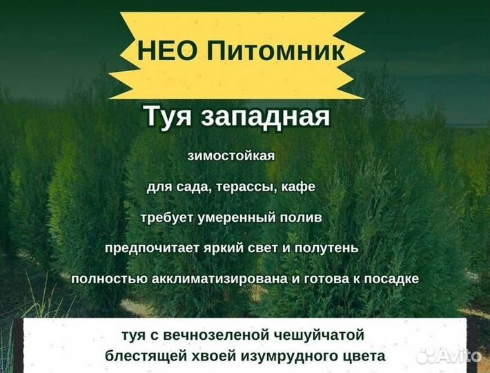 Туя с доставкой с полей