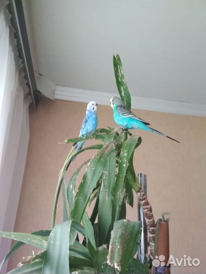 Два волнистых попугая вместе с клетками