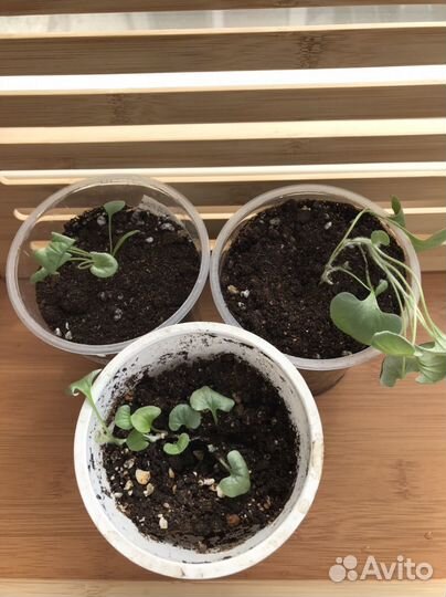 Дихондра серебристый водопад