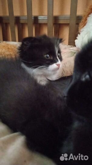 Котята в добрые руки бесплатно