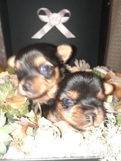 Йоркширский терьер щенки девочки