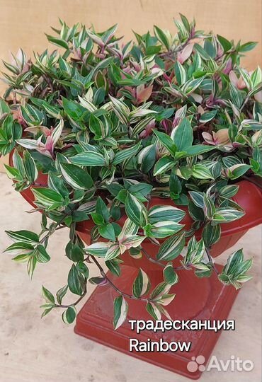 Традесканция