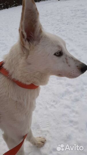 Нежа.собака в добрые руки