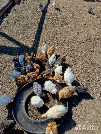 Молодняк птицы