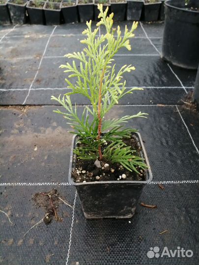 Саженцы туи янтарь