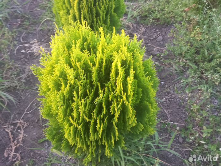 Туя аурея нана