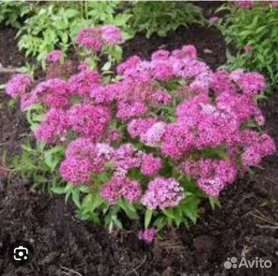 Спирея японская розовая,саженцы