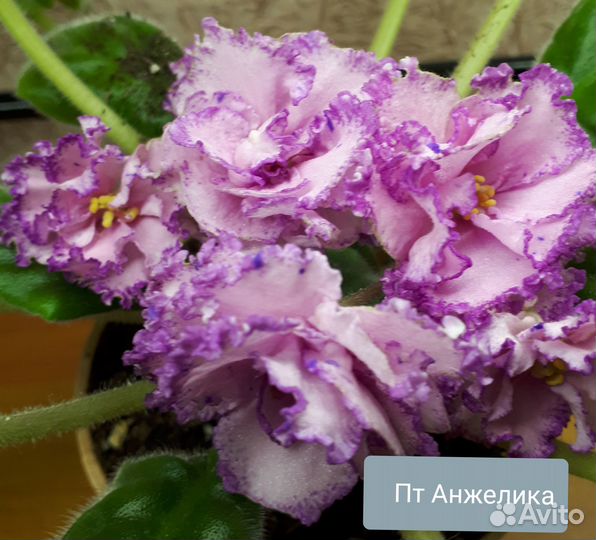 Детки сортовых фиалок