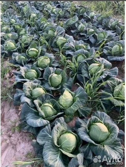 Капуста опт