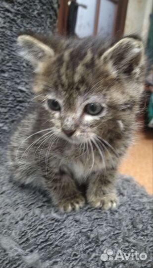 Кошка в дар бесплатно