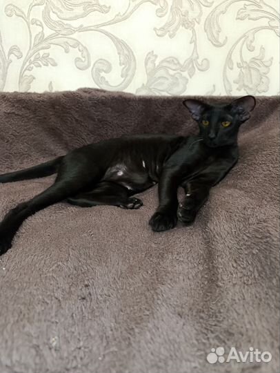 Ориентальная кошка