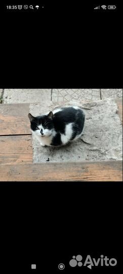 Кошки и котики