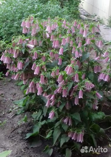 Кампанула Такешимана