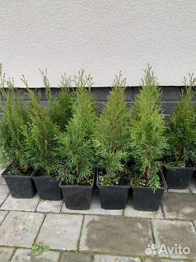 Хвойные растения