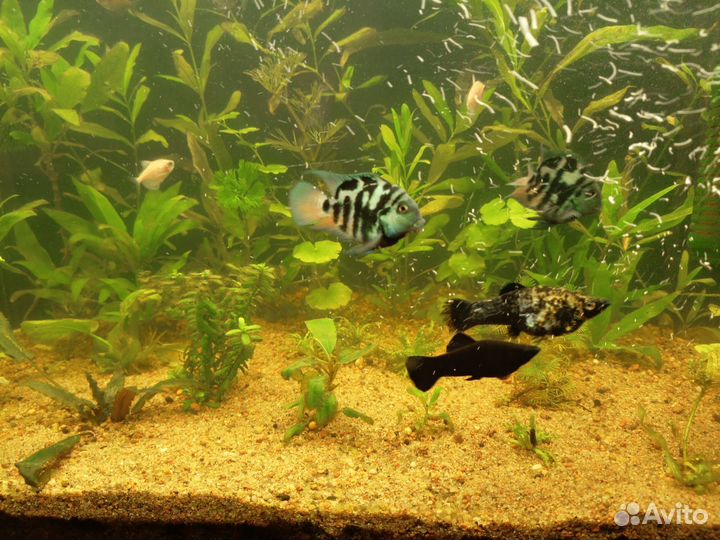 Аквариумные рыбки