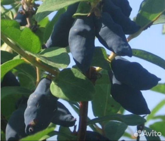 Жимолость, 3 и 4 года, 7 сортов