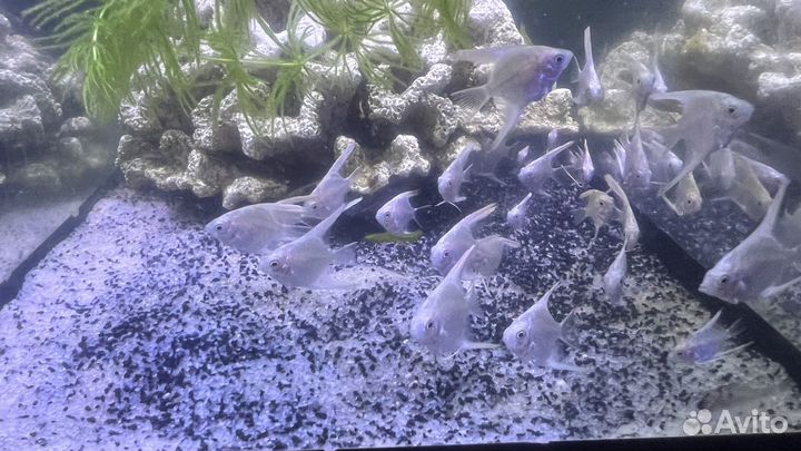 Скалярия платина