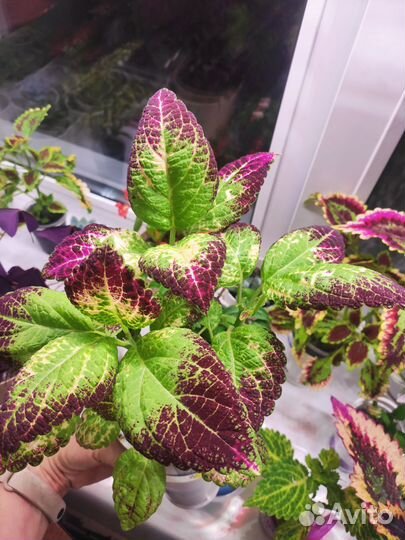 Комнатные цветы