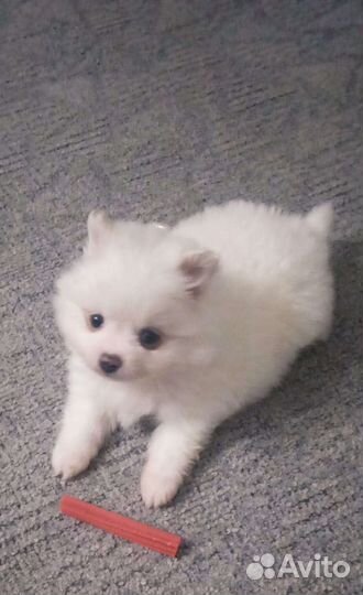 Щенки шпица