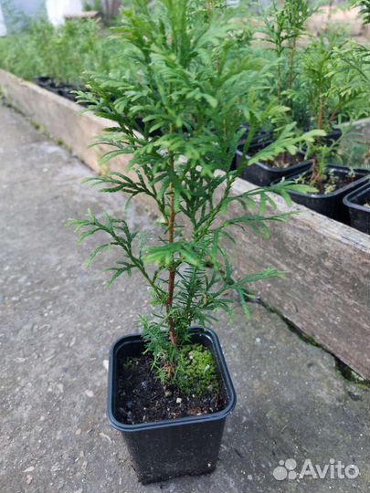 Туя Колумна,Брабант